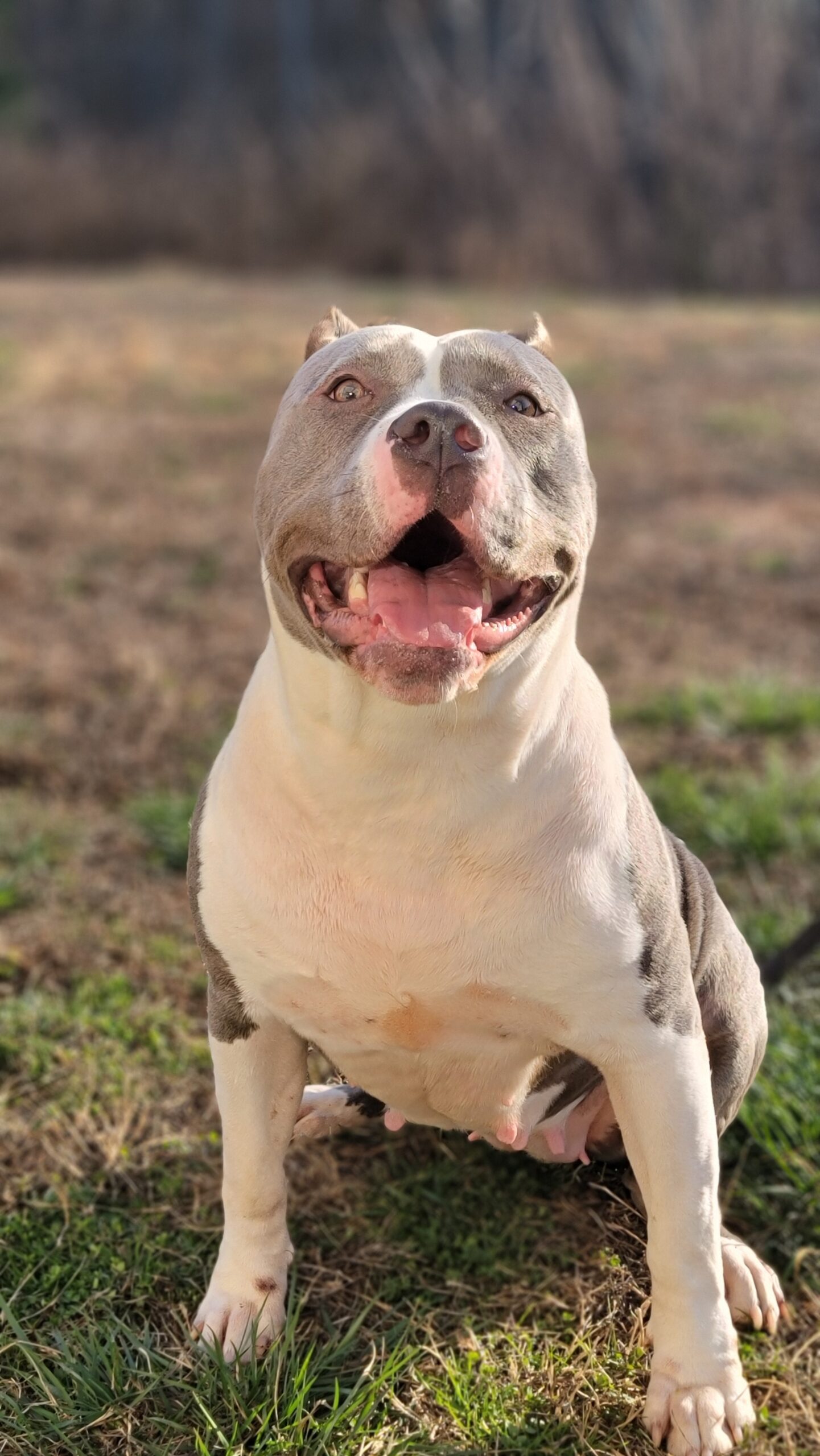 Dog Featured Image