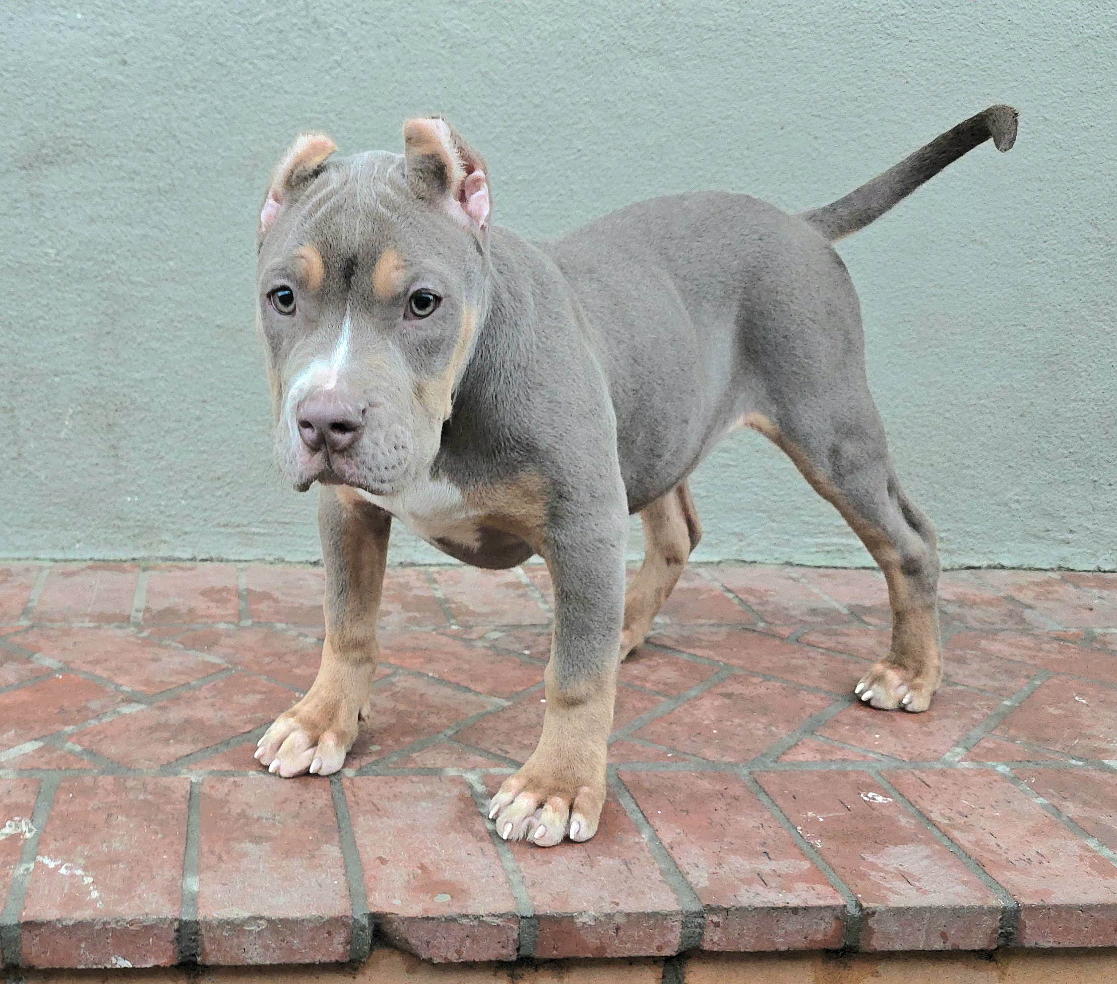 Dog Featured Image