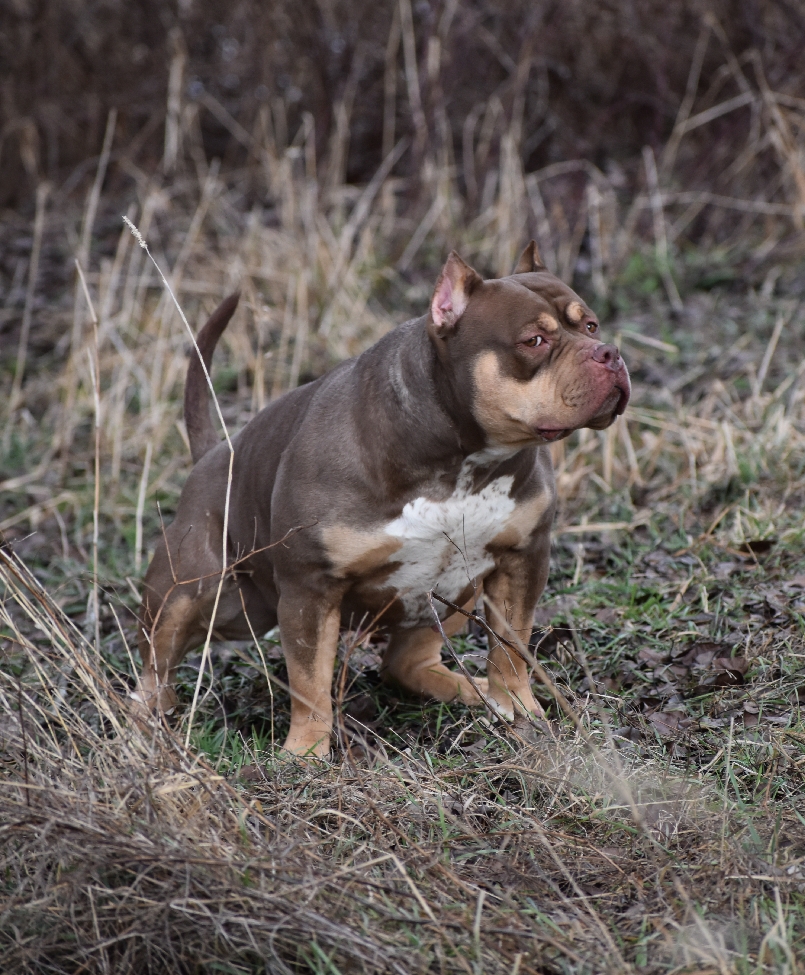 Dog Featured Image