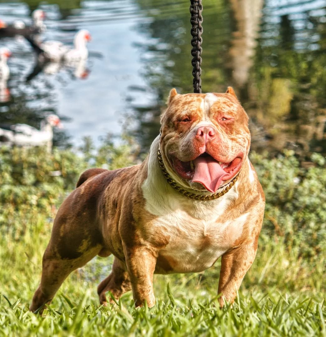 Dog Featured Image