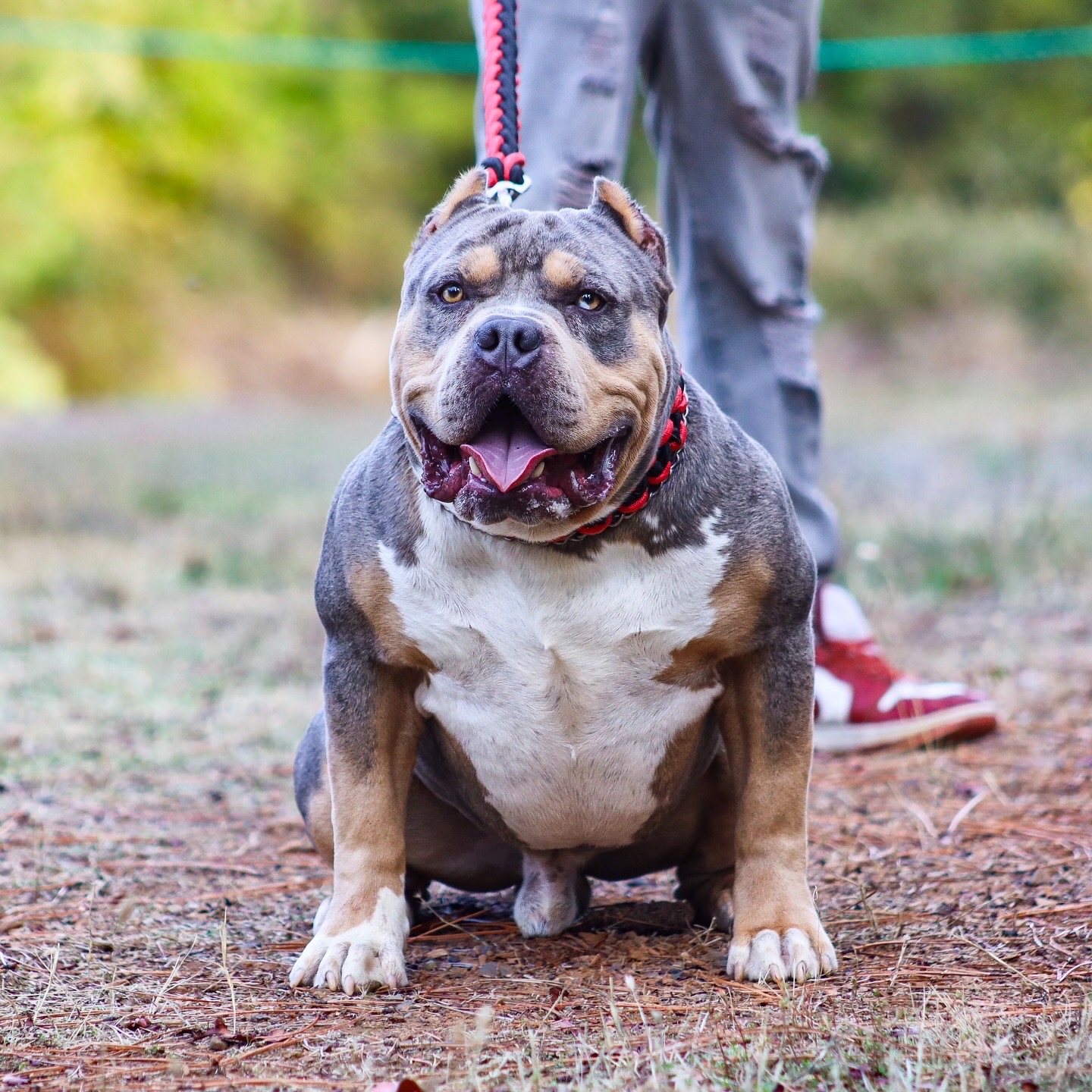 Dog Featured Image