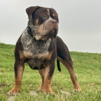 Dog Featured Image