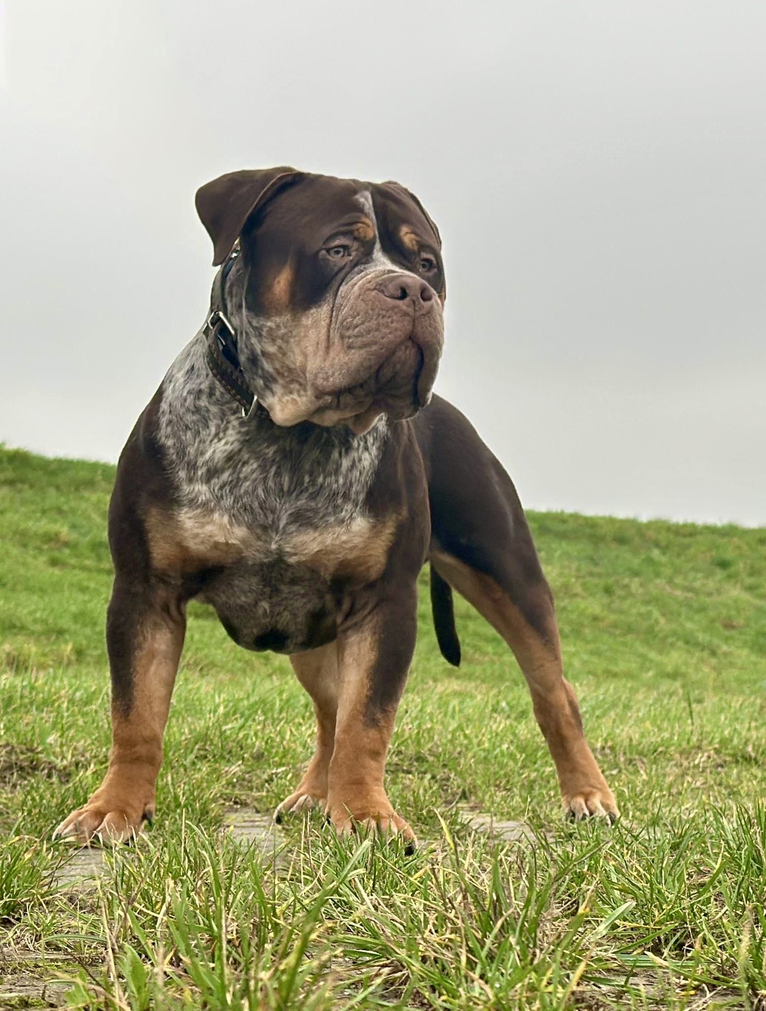 Dog Featured Image