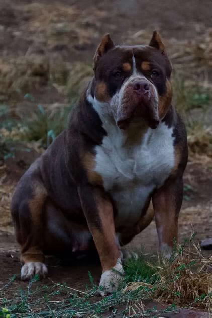 Dog Featured Image