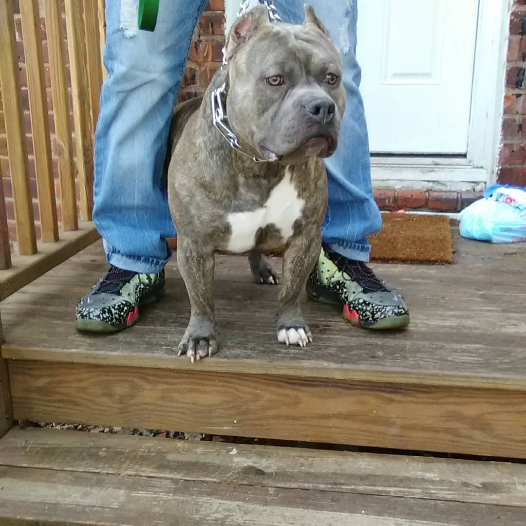 Dog Featured Image