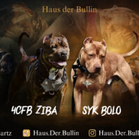 Dog Featured Image