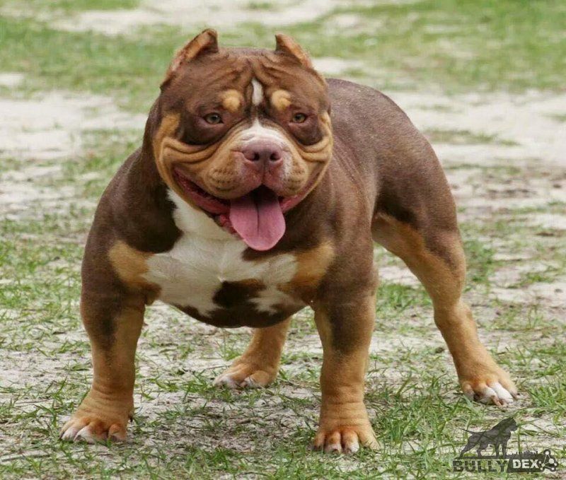 Dog Featured Image