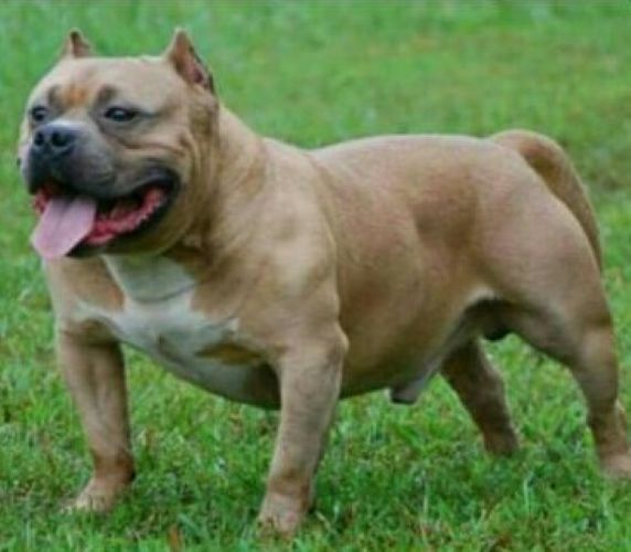 Dog Featured Image