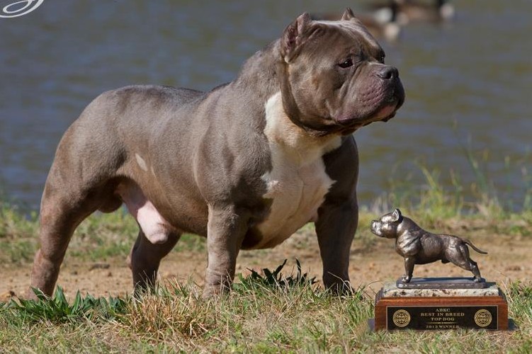 Dog Featured Image
