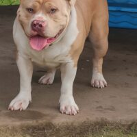 PRK’S BIG MEECH OF IMMORTAL RANCH