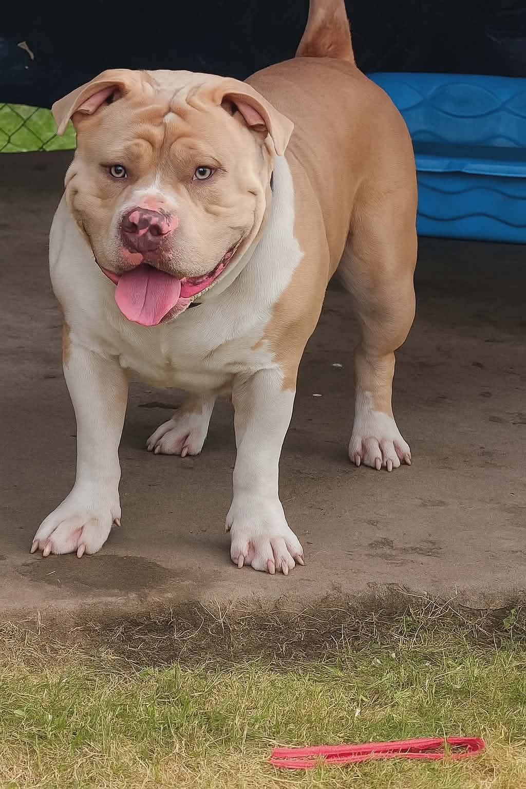 Dog Featured Image