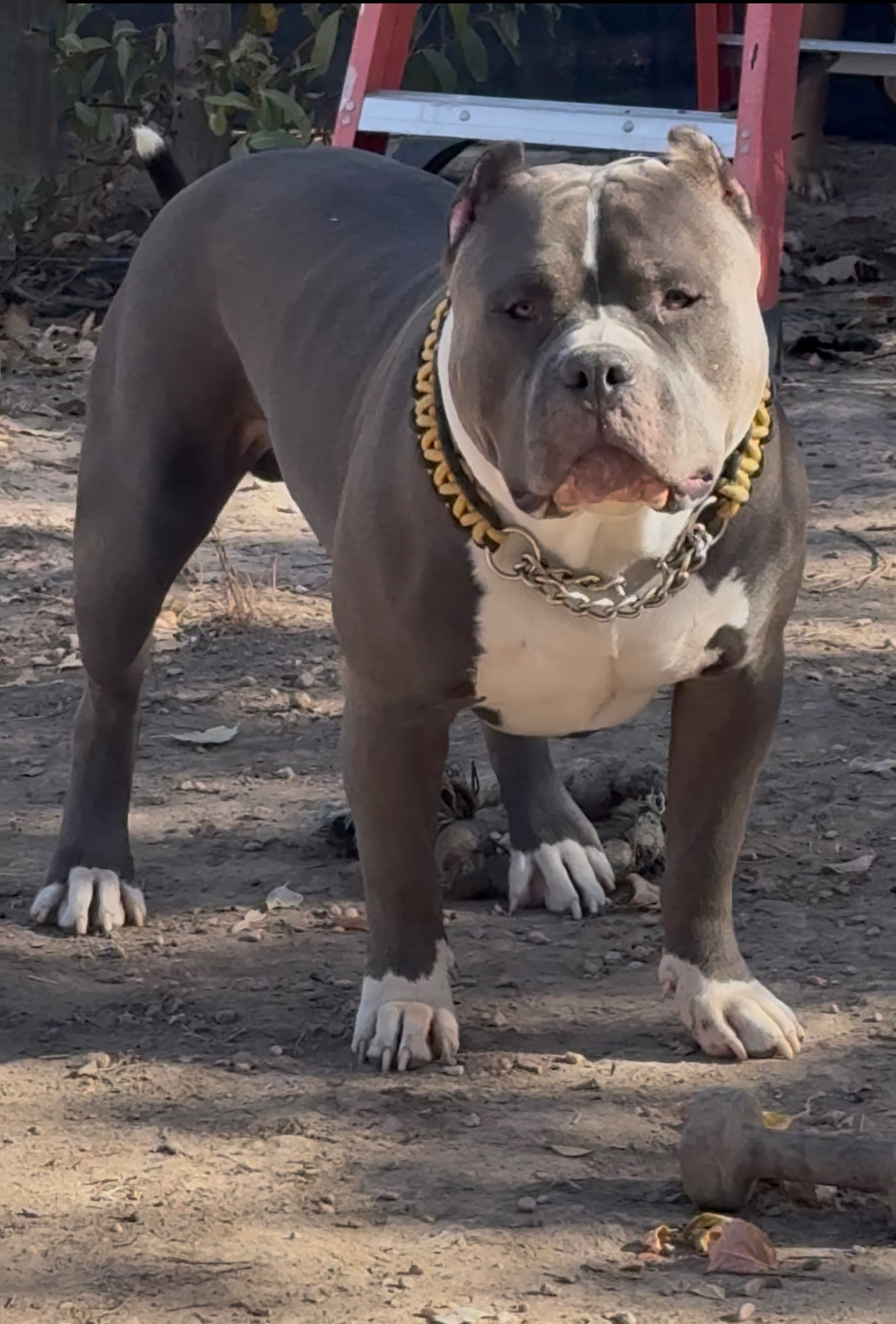 Dog Featured Image