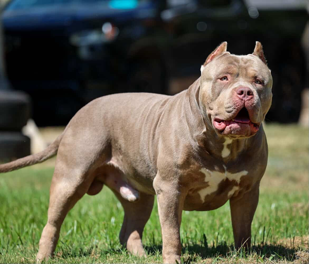 Dog Featured Image