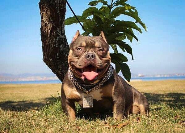 Dog Featured Image