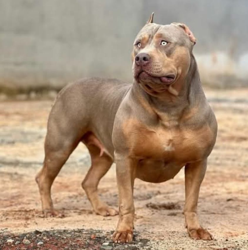 Dog Featured Image