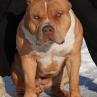 The Bully Kompound’s Rogue