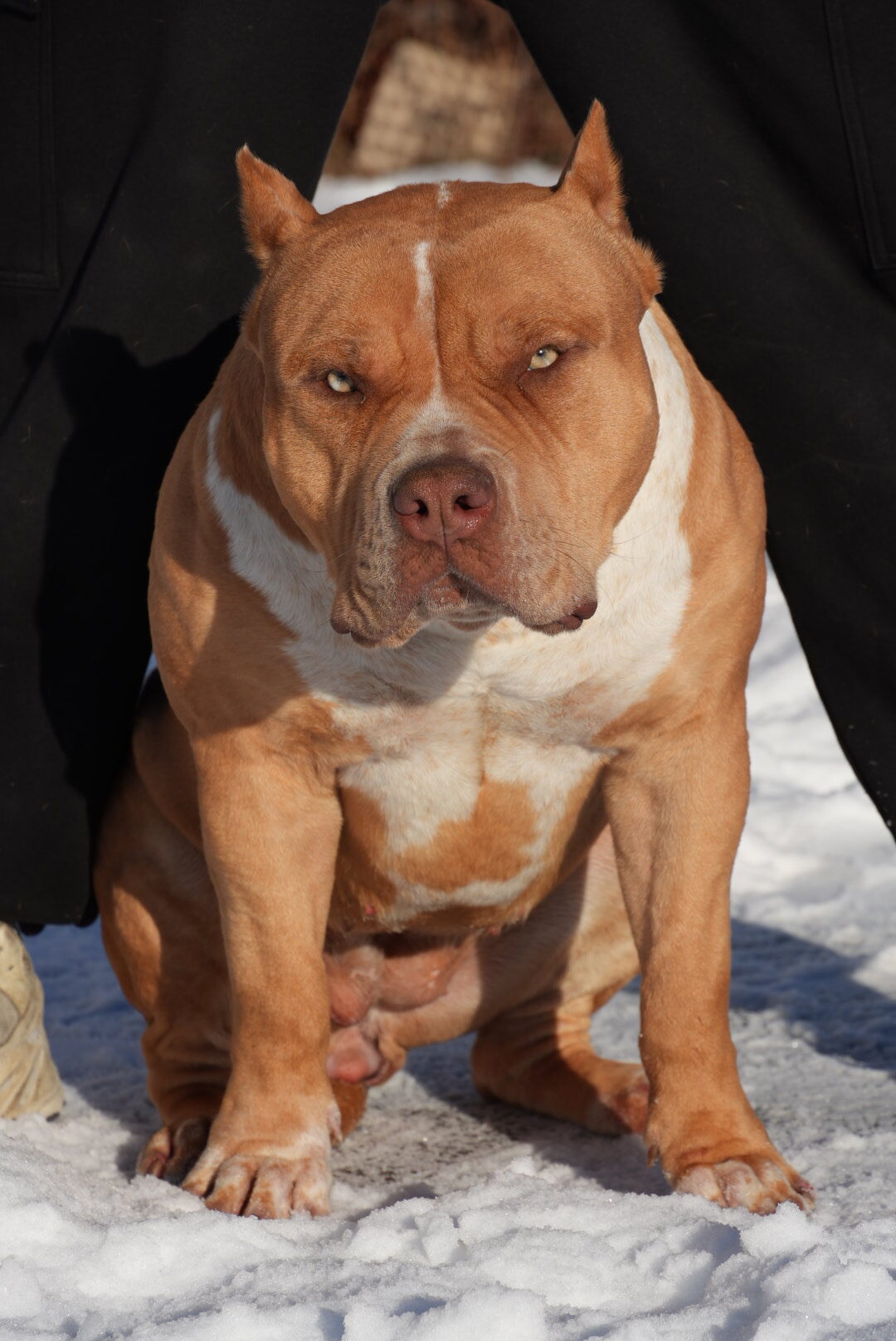 Dog Featured Image