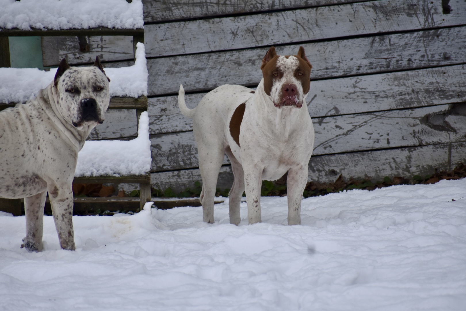 Dog Featured Image