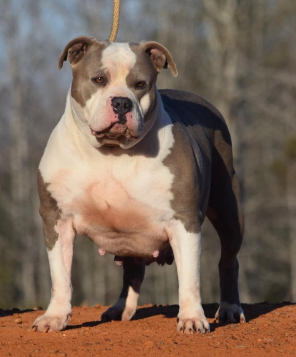 Dog Featured Image