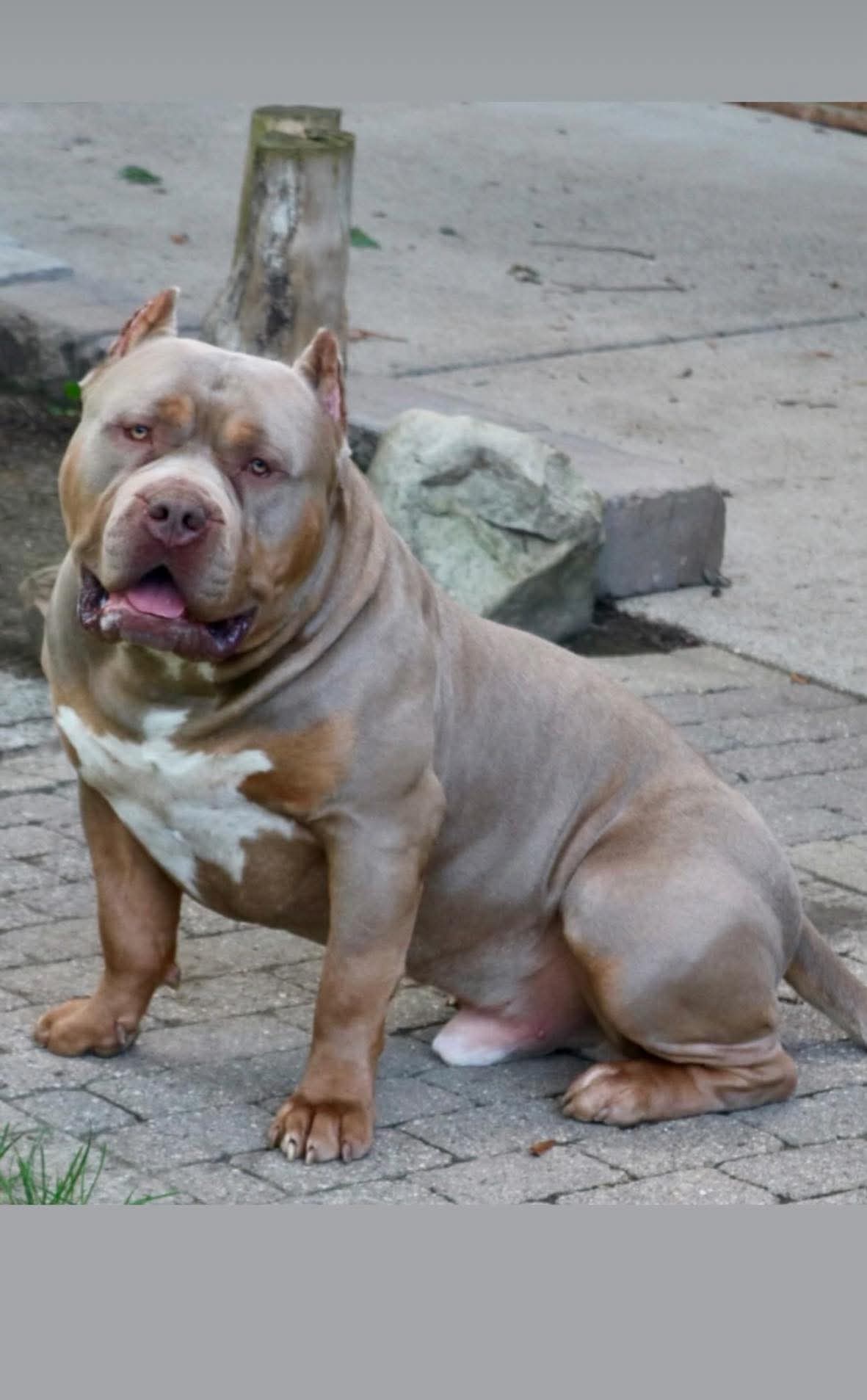 Dog Featured Image