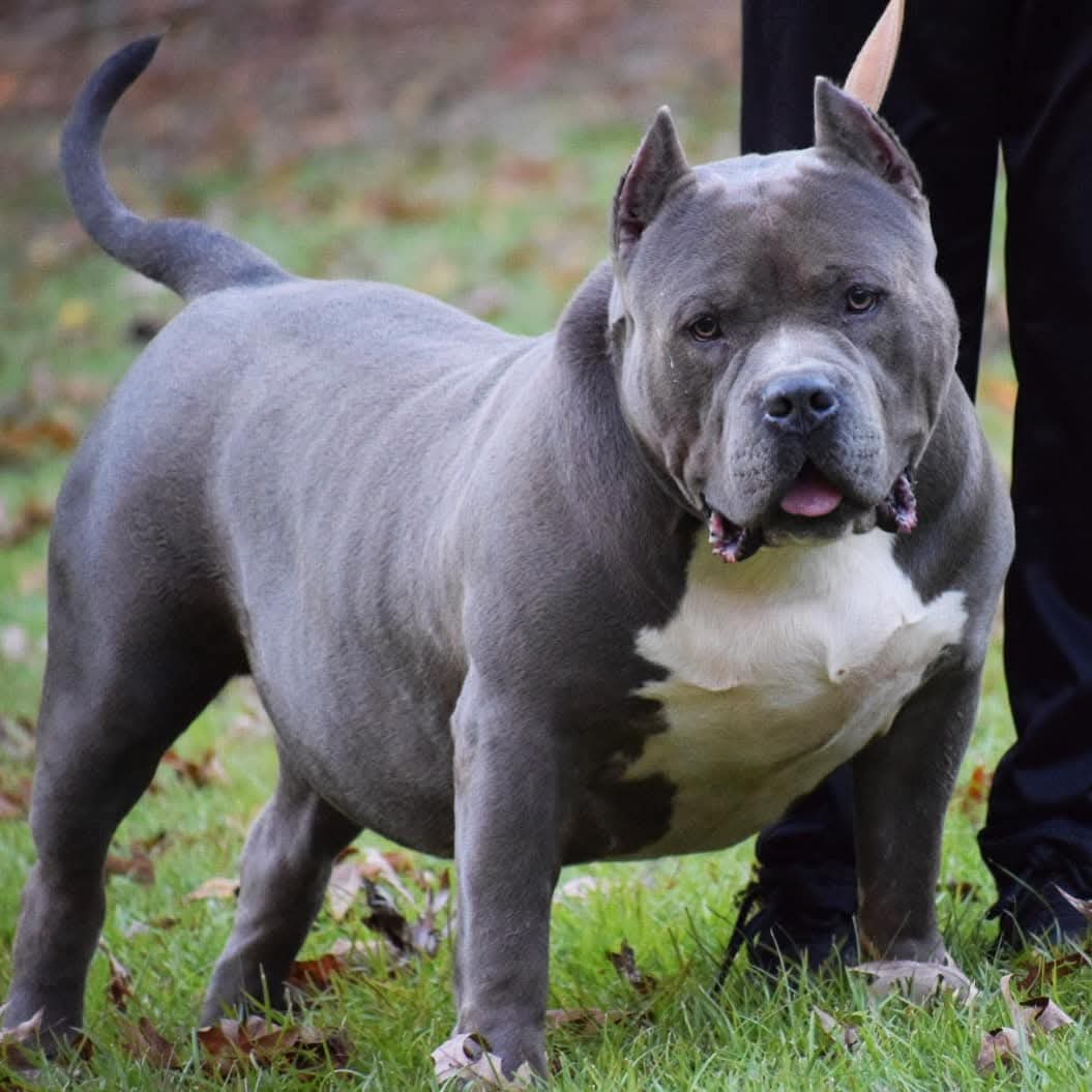 Dog Featured Image