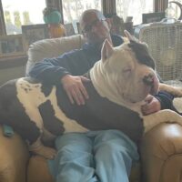 PHAROAH OF OROZCO’S XL BULLIES
