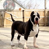 BARTOLO OF OROZCO’S XL BULLIES