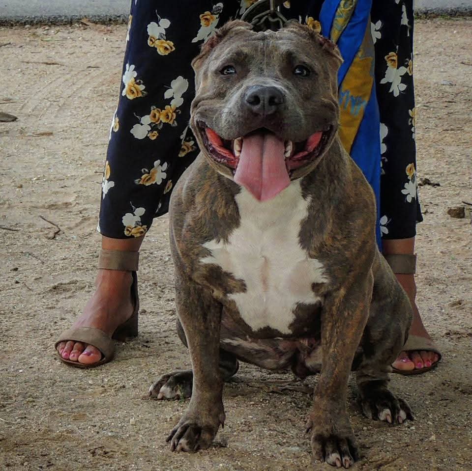 Dog Featured Image