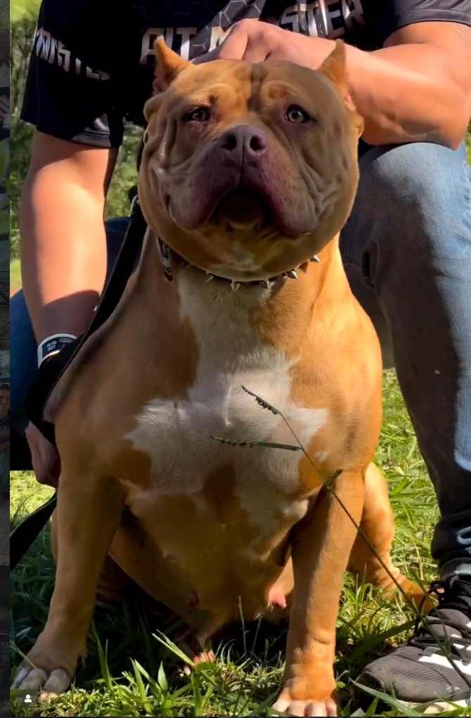 Dog Featured Image