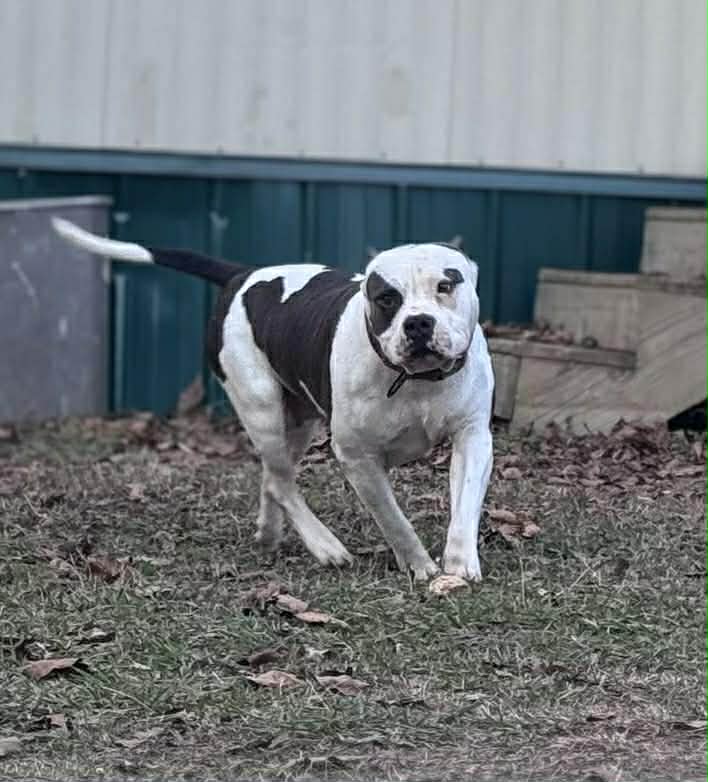 Dog Featured Image