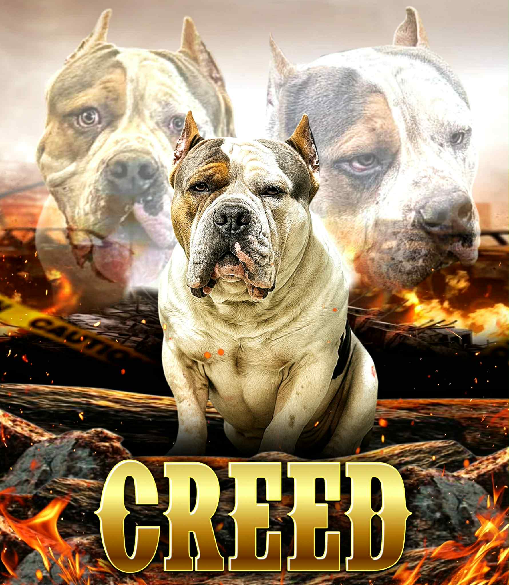 Dog Featured Image