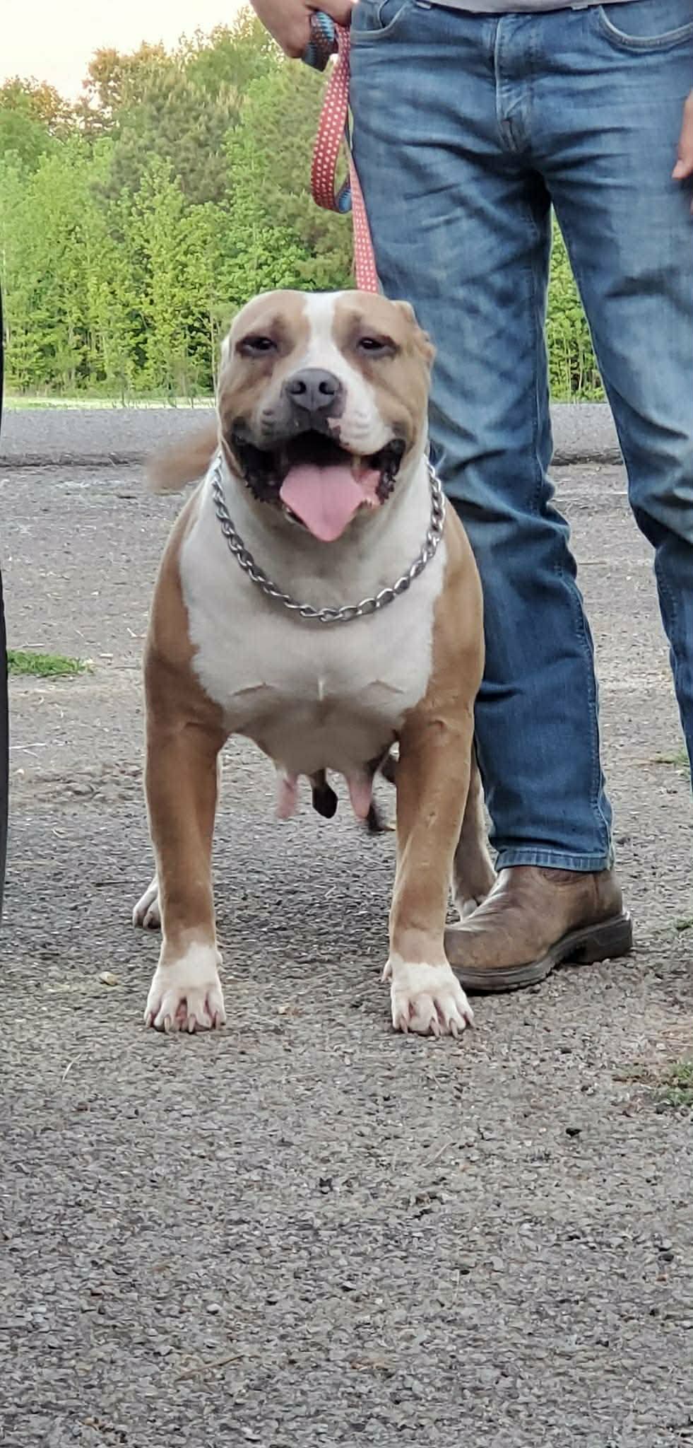 Dog Featured Image