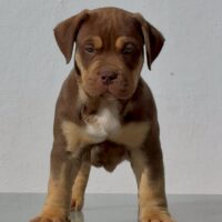 GODNESS BULLIES VITO