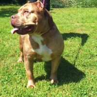 RSBULLZ REMY