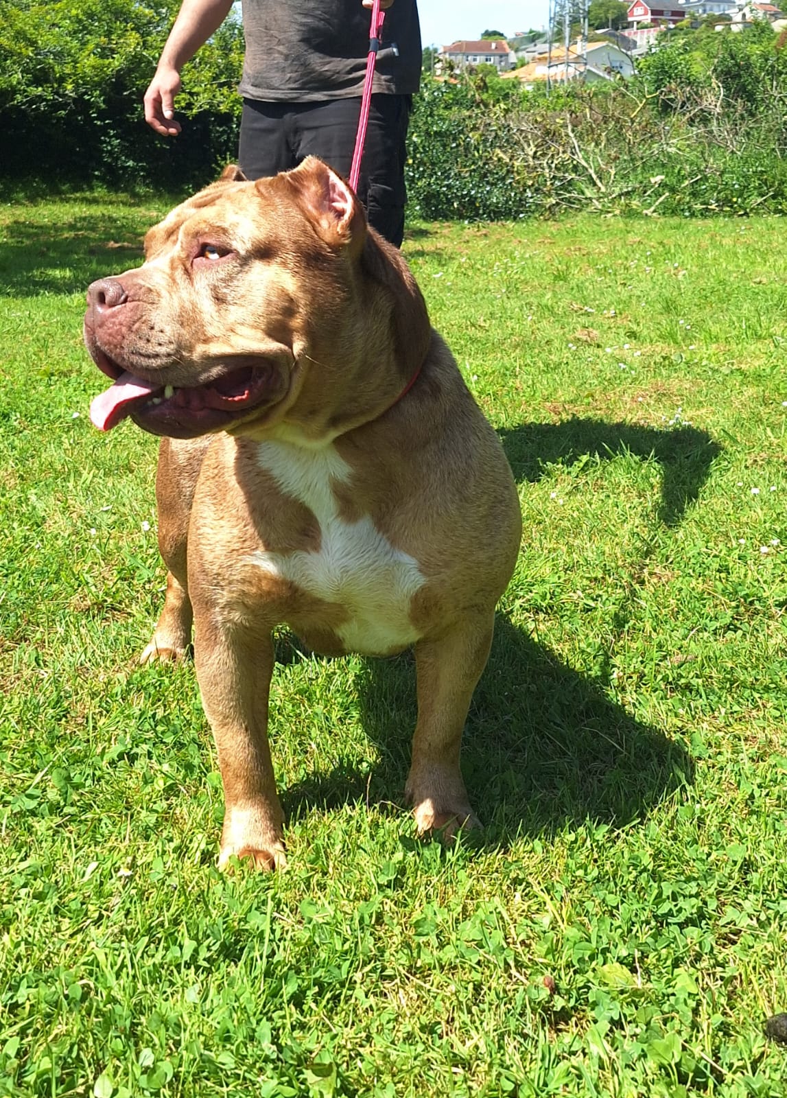 Dog Featured Image