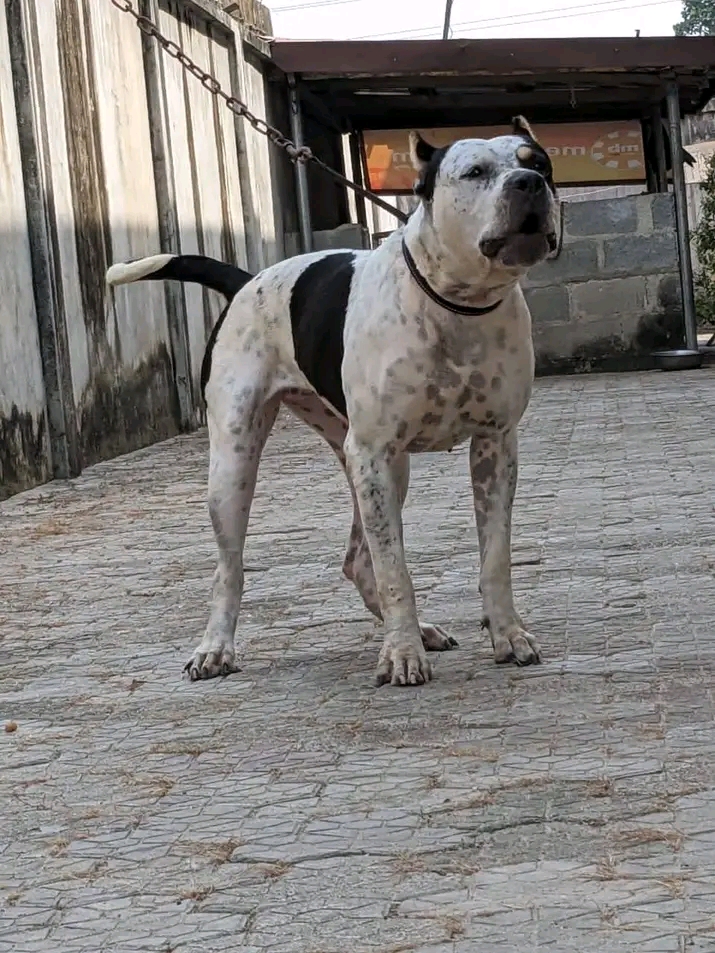 Dog Featured Image