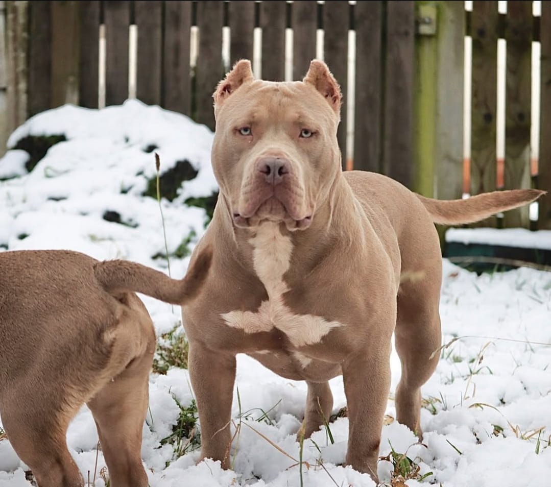 Dog Featured Image