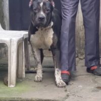 Paul’s Iroko