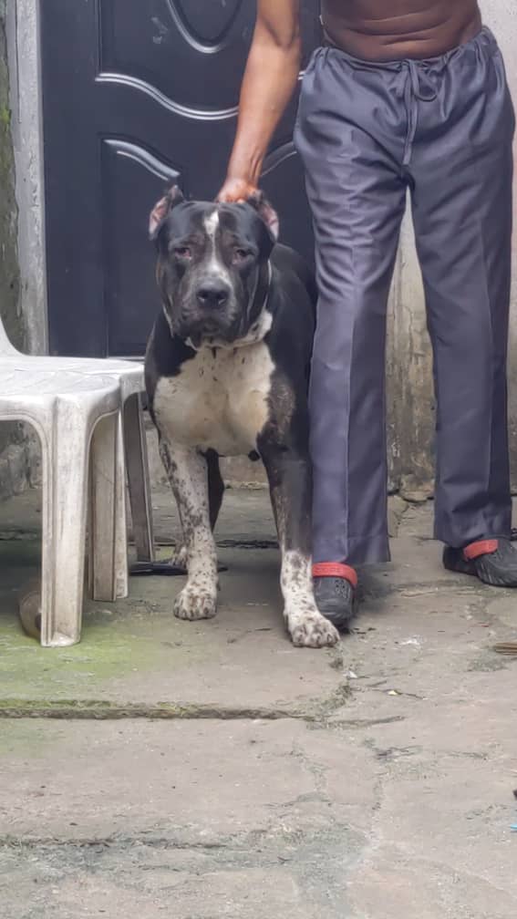 Dog Featured Image