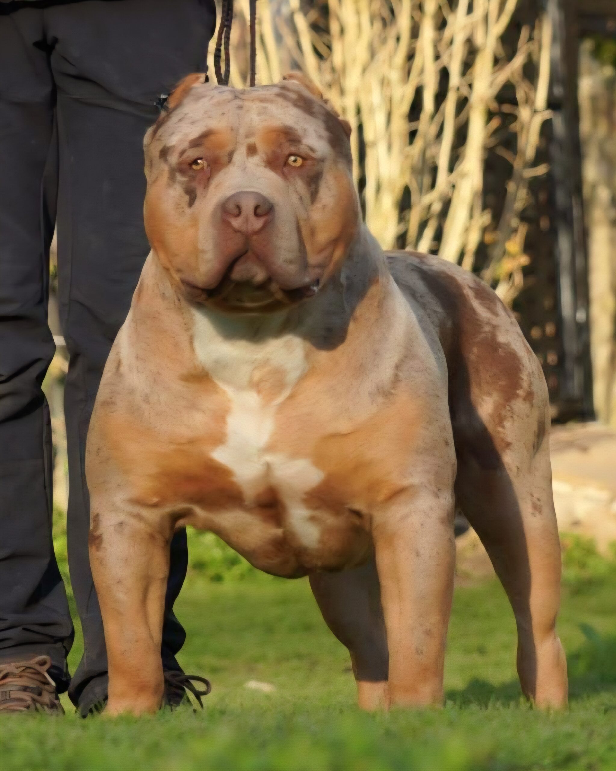 Dog Featured Image