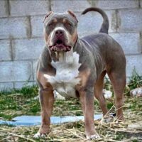 BULLY UNITS TOKIO