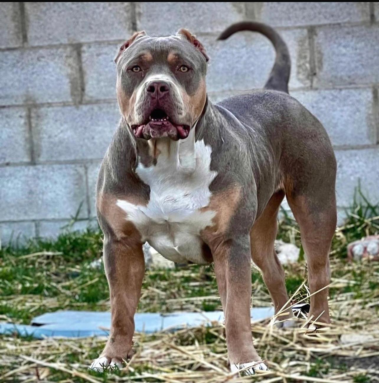 Dog Featured Image
