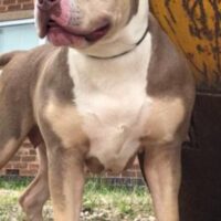 BOSSBULLYS LADY FUTURE