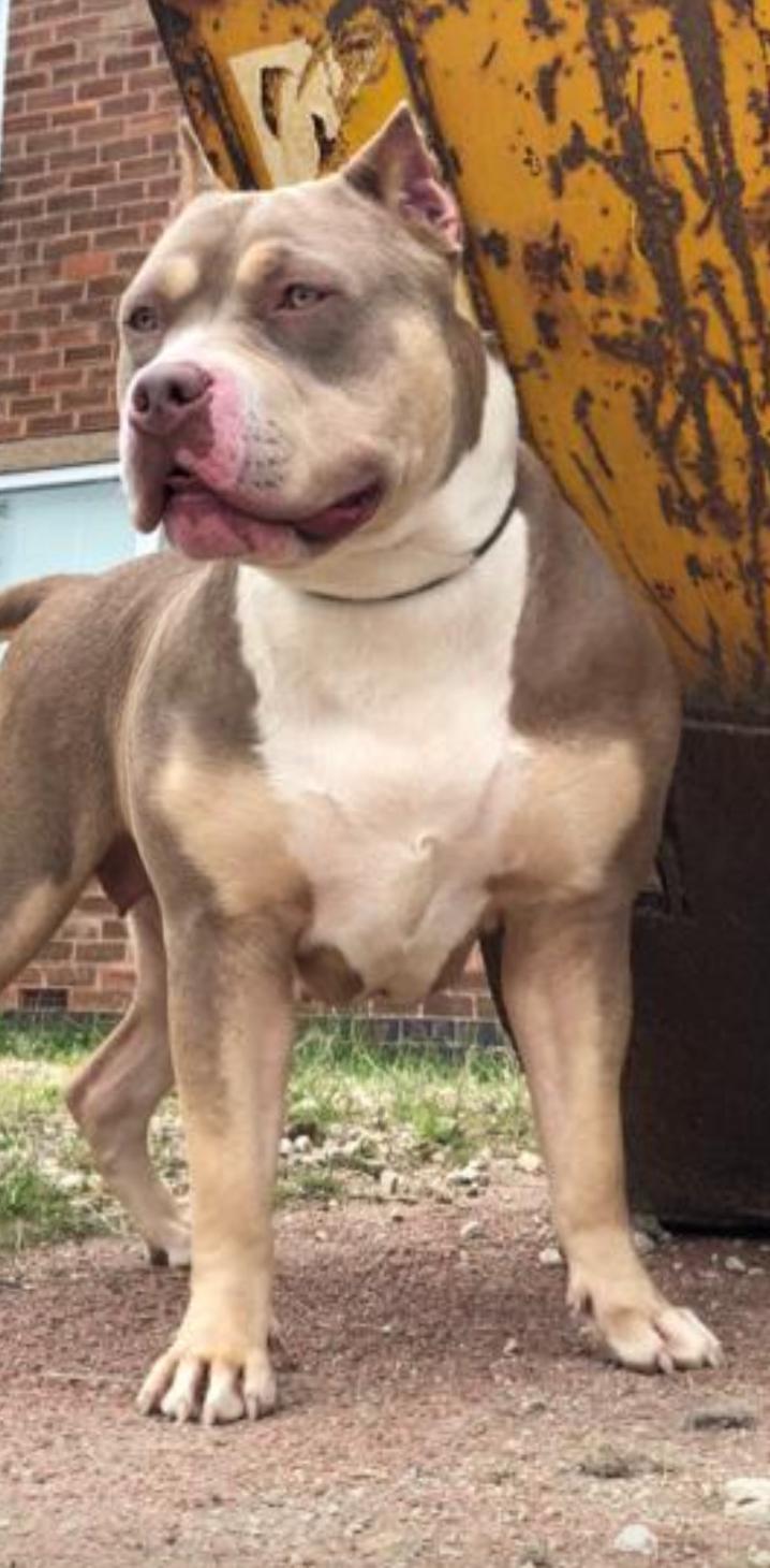 Dog Featured Image