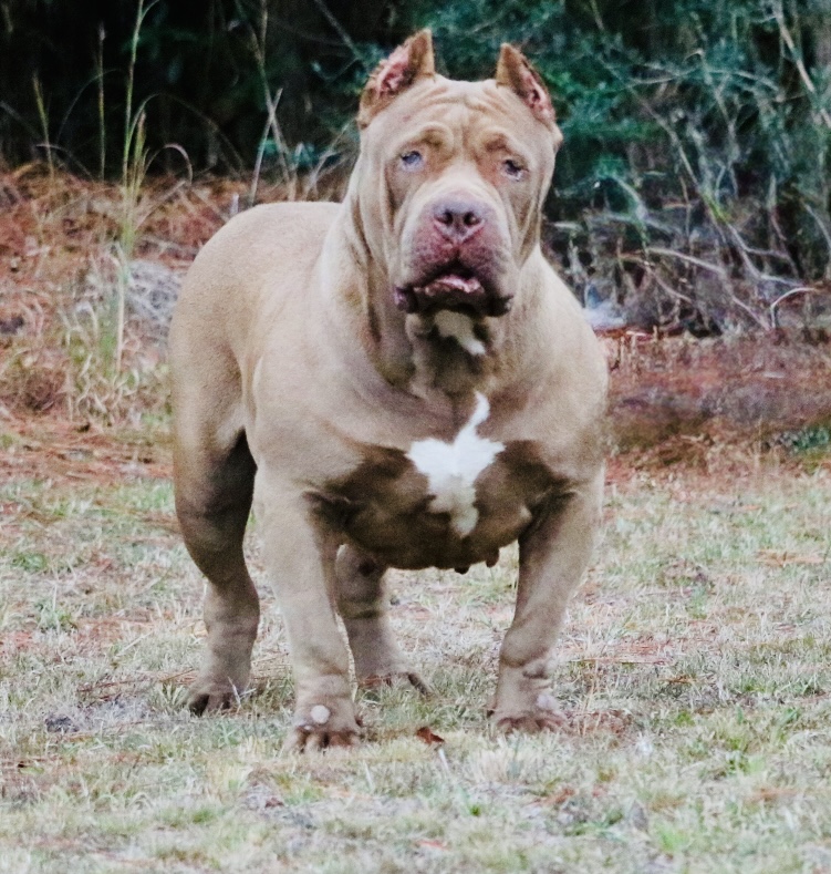 Dog Featured Image