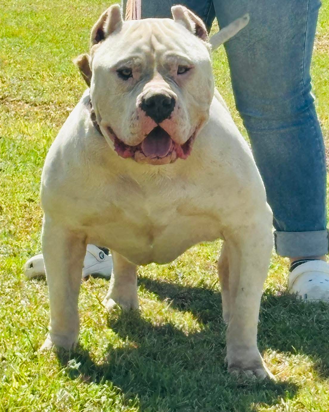 Dog Featured Image
