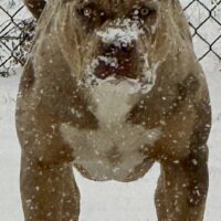 SHOWMEBULLS ATHENA JADE