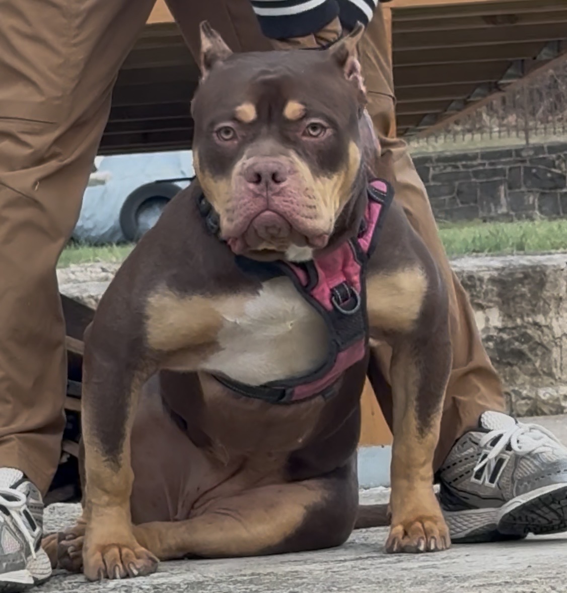 Dog Featured Image