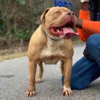 GIANT FACTORY KENNELS MISS MONEY
