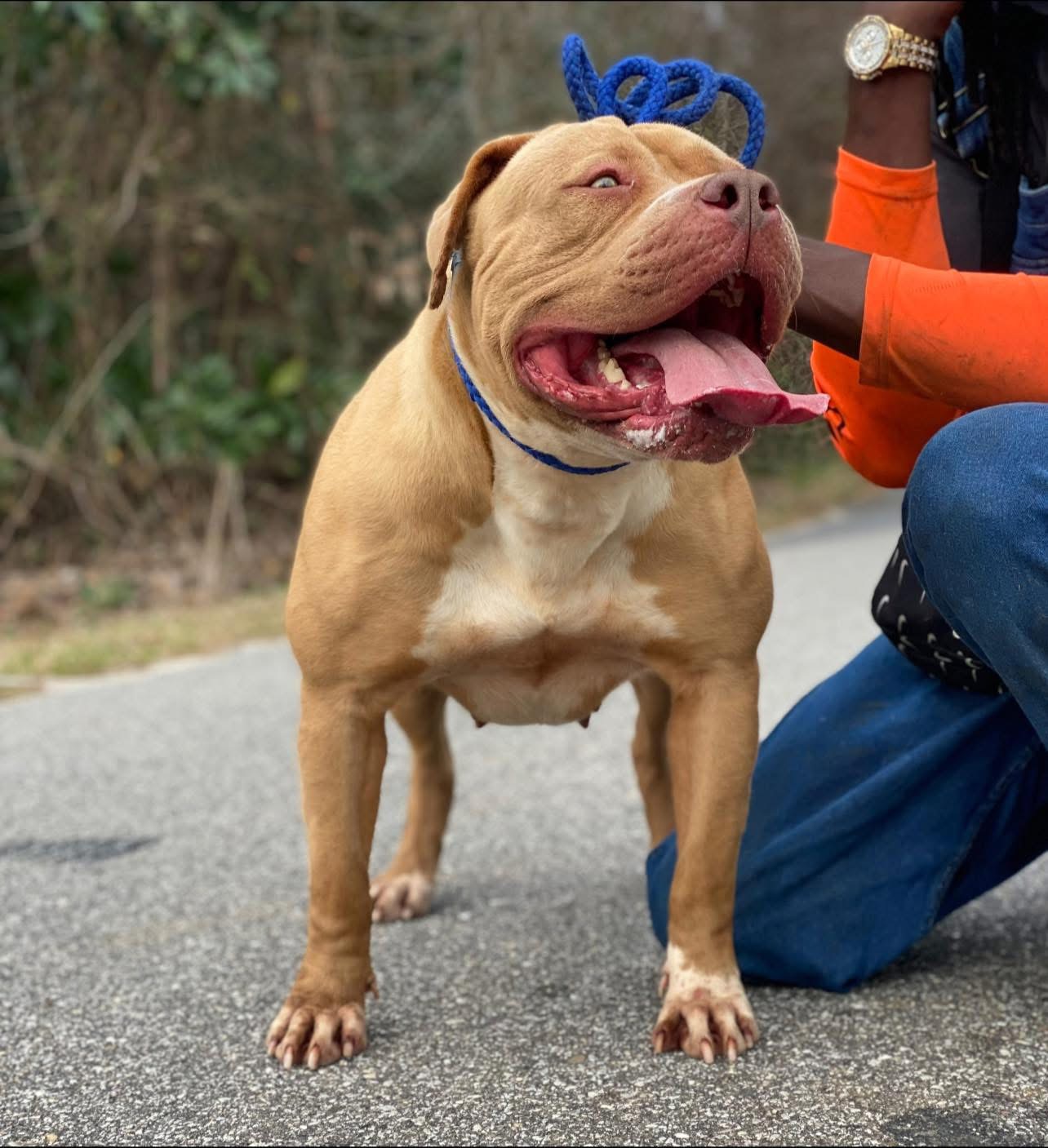 Dog Featured Image